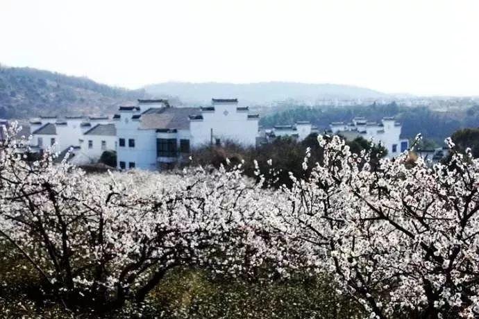 道奇蝰蛇找不同